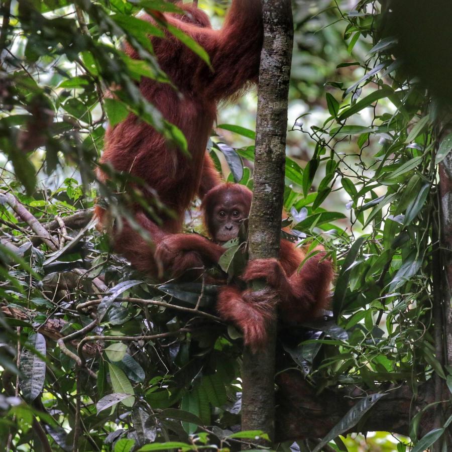 Sumatra Orangutan Discovery Villa Bukit Lawang Exterior foto