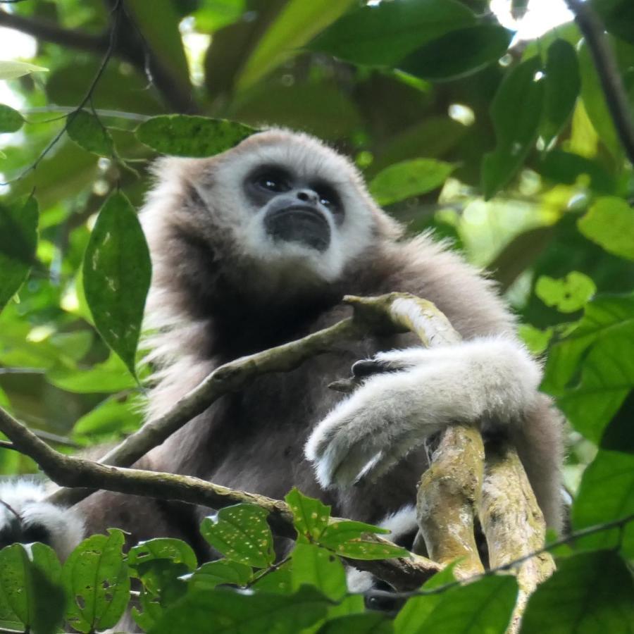 Sumatra Orangutan Discovery Villa Bukit Lawang Exterior foto