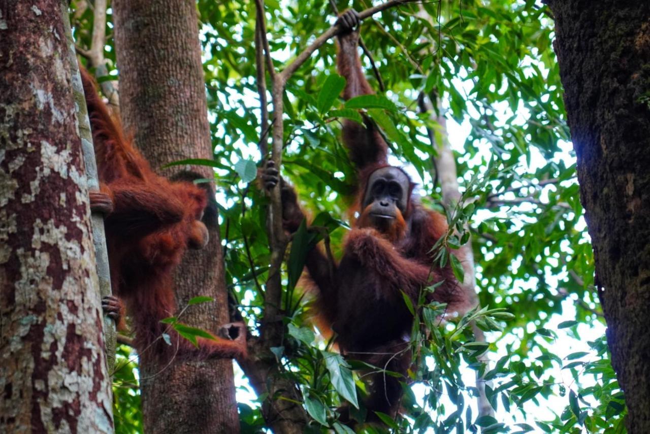 Sumatra Orangutan Discovery Villa Bukit Lawang Exterior foto